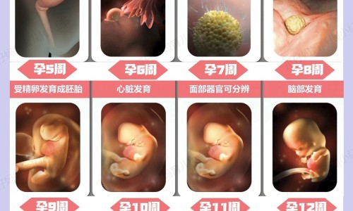 吃黑豆一个月排卵两次网 :分享吃黑豆能增加排卵吗-吃黑豆卵泡一天长多大知识